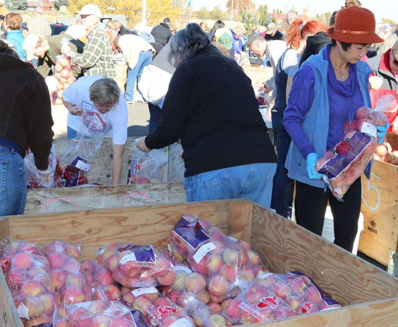 Volunteers bagging fresh apples at a crate-lined packing table on Packing Day.